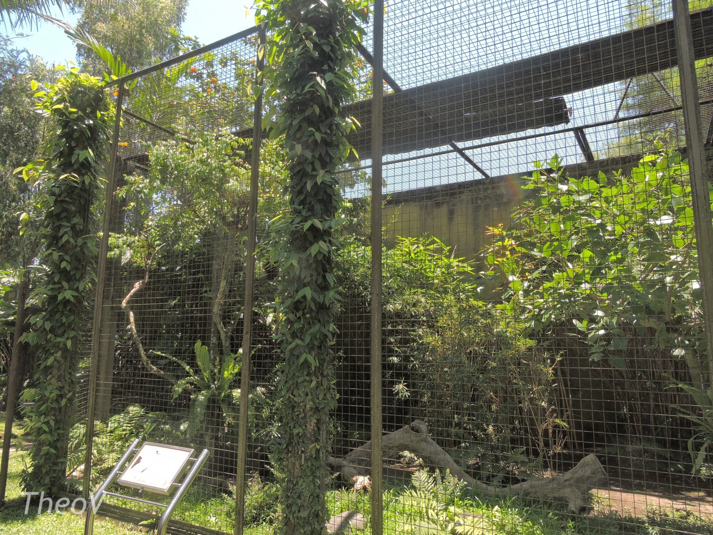 Brahminy kite aviary [2016]