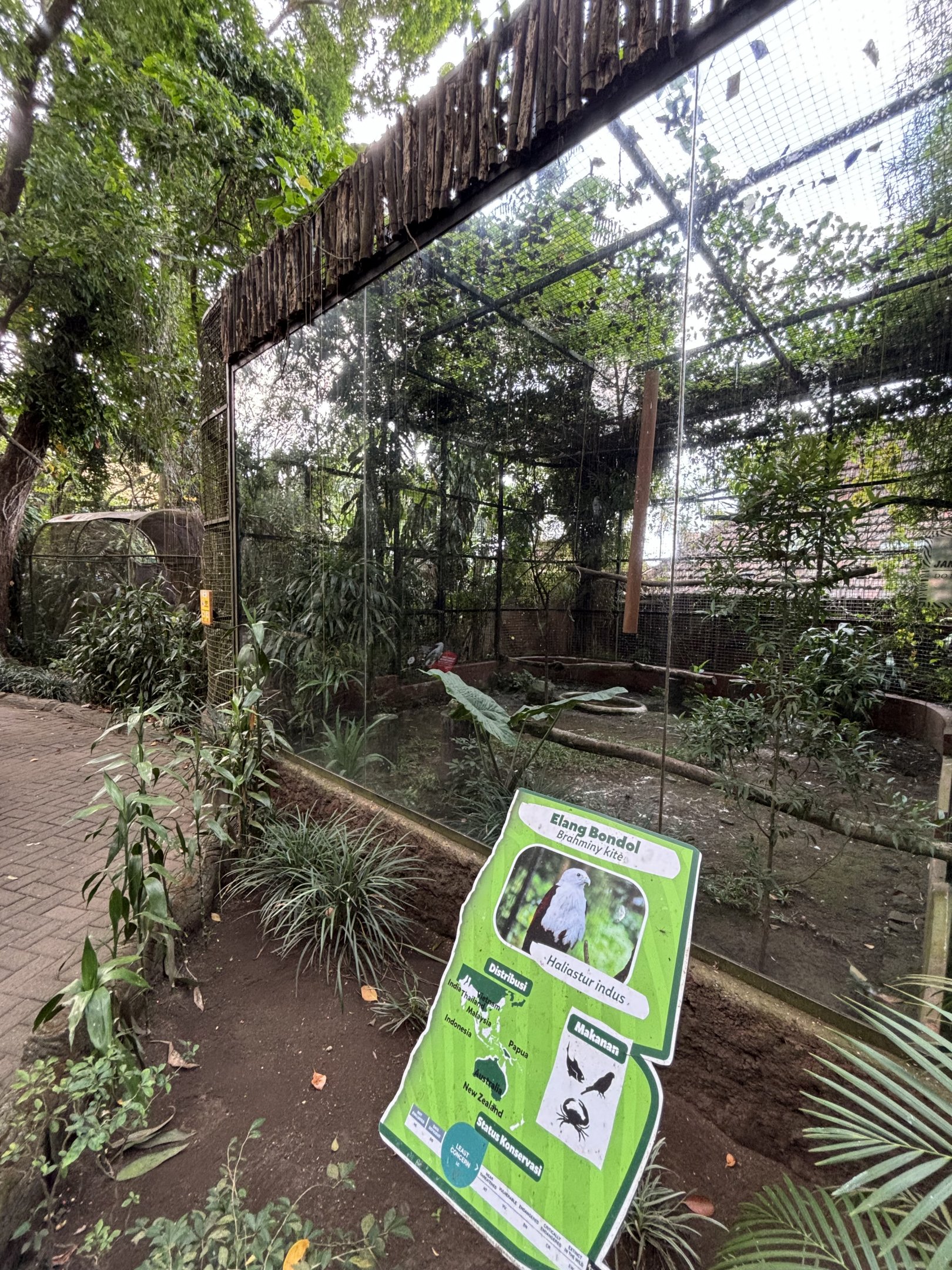 Brahminy Kite Aviary - Bird Forest