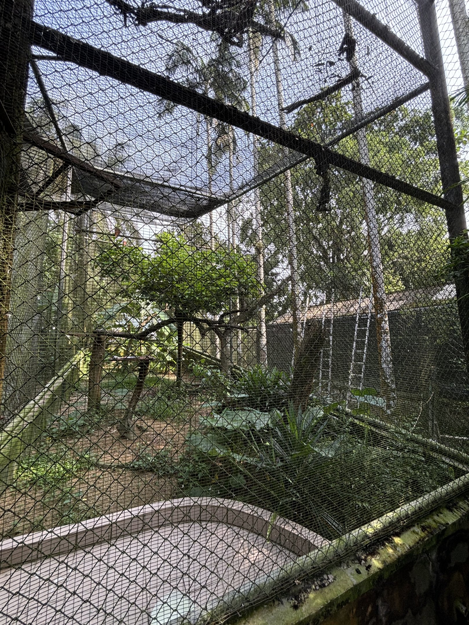 Brahminy Kite Aviary