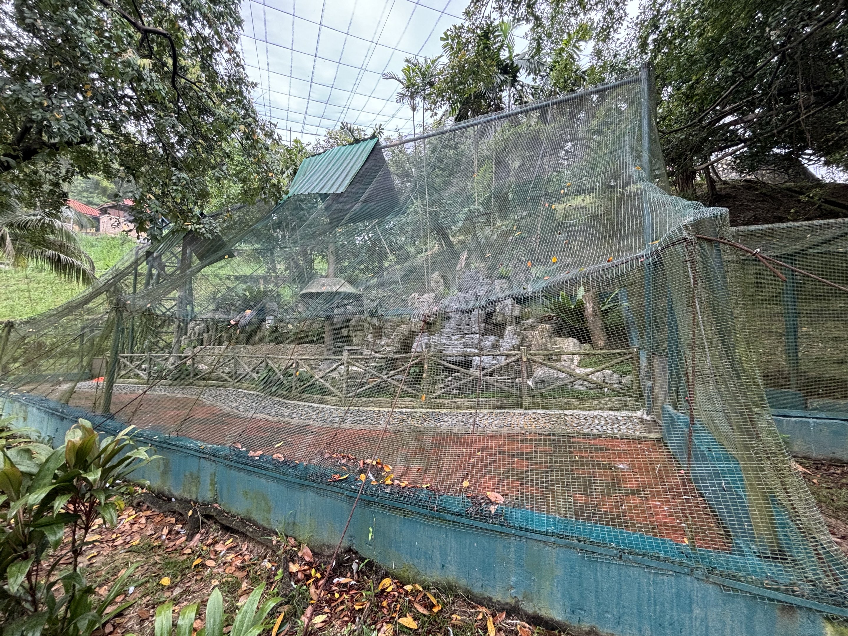 Brahminy Kite Aviary