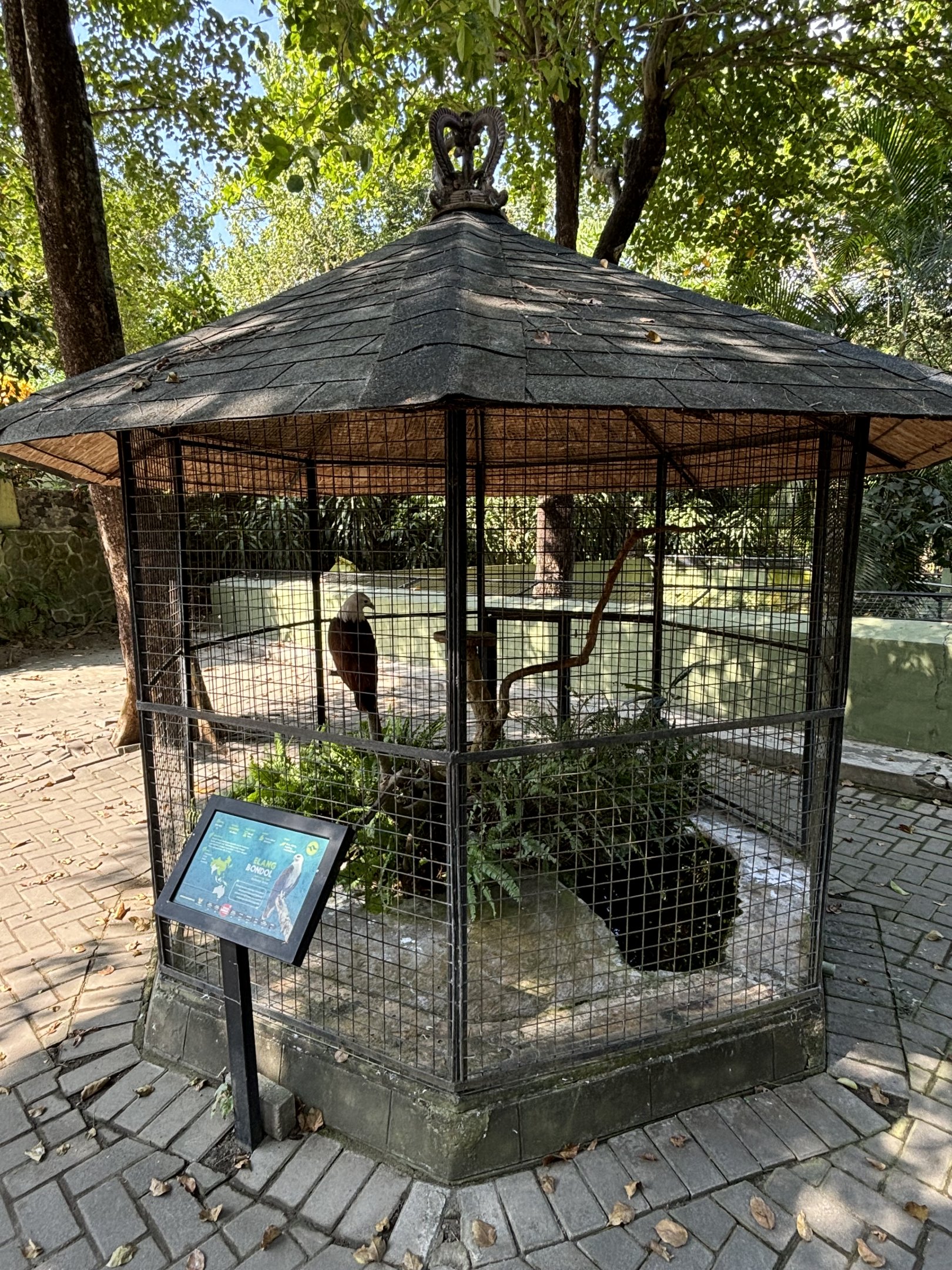 Brahminy Kite Aviary