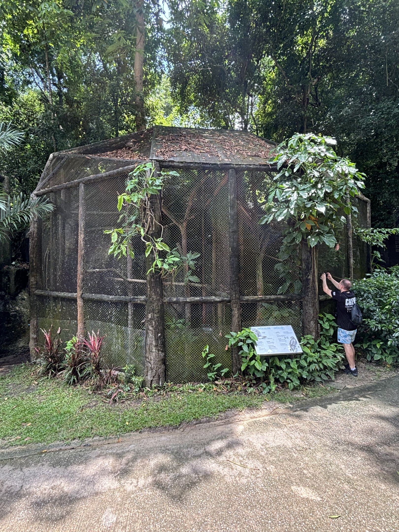 Brahminy Kite + Black Kite Aviaries