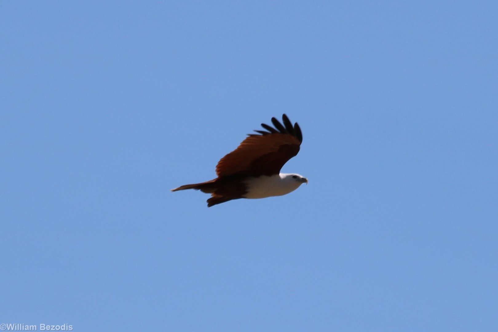 Brahminy Kite, Darwin