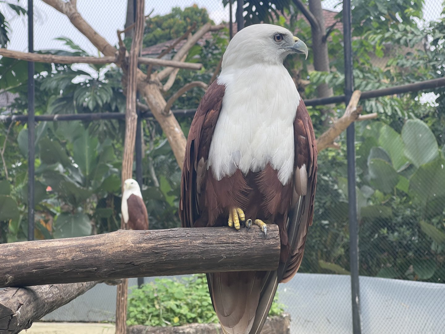 brahminy kite (haliastur indus) (1) - aviary park