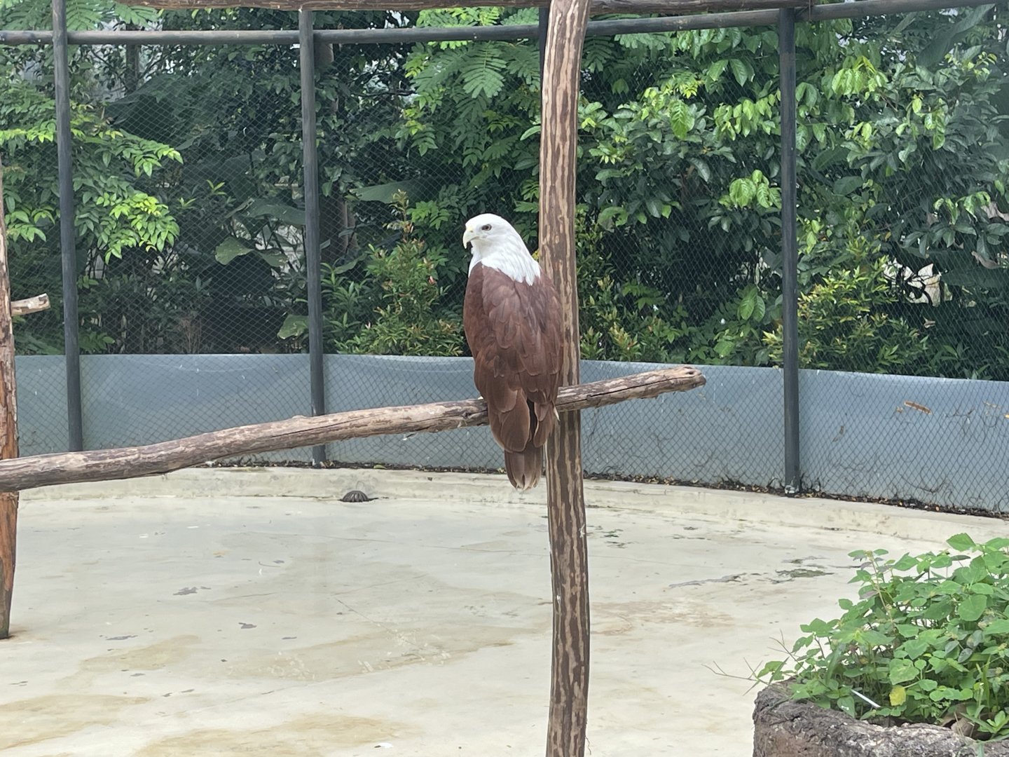 brahminy kite (haliastur indus) (2) - aviary park