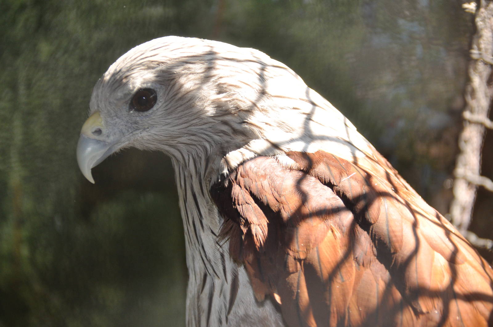 Brahminy kite/ Haliastur indus indus