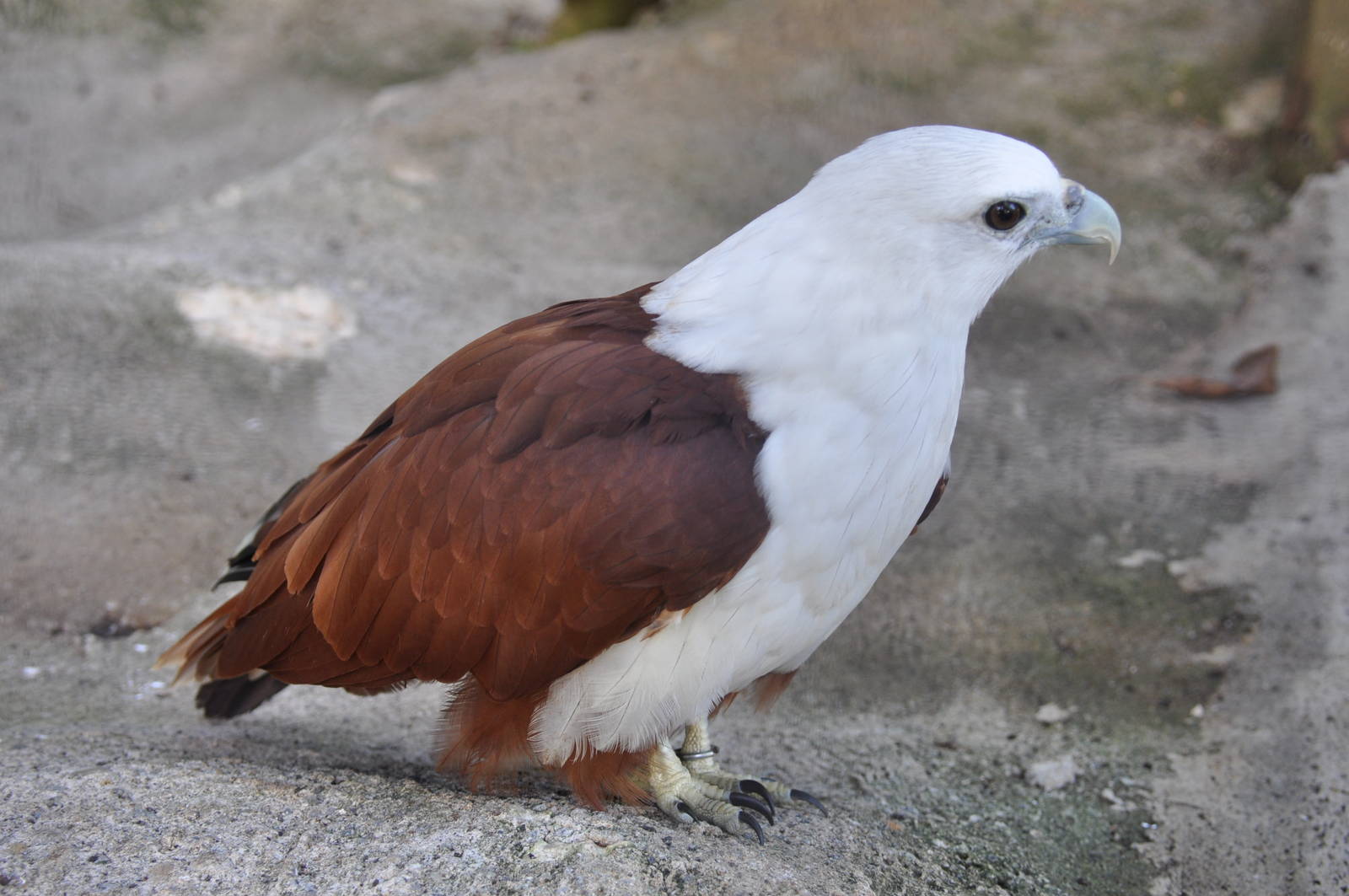 Brahminy kite/ Haliastur indus intermedius