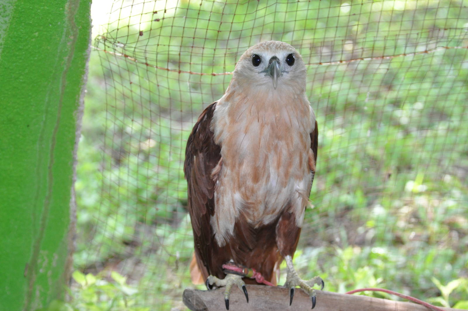 Brahminy kite/ Haliastur indus intermedius