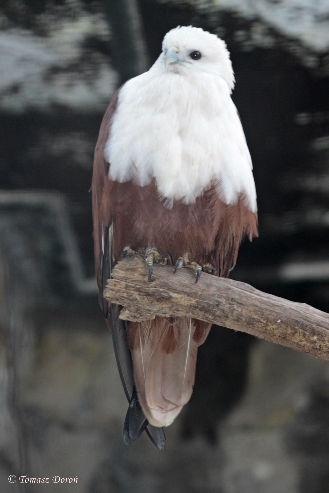 Brahminy Kite (Haliastur indus intermedius)