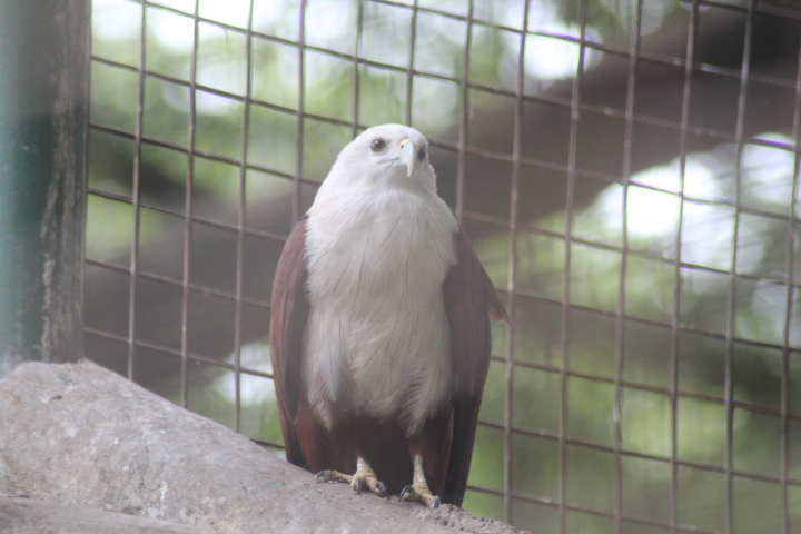 Brahminy kite (Haliastur indus intermedius)
