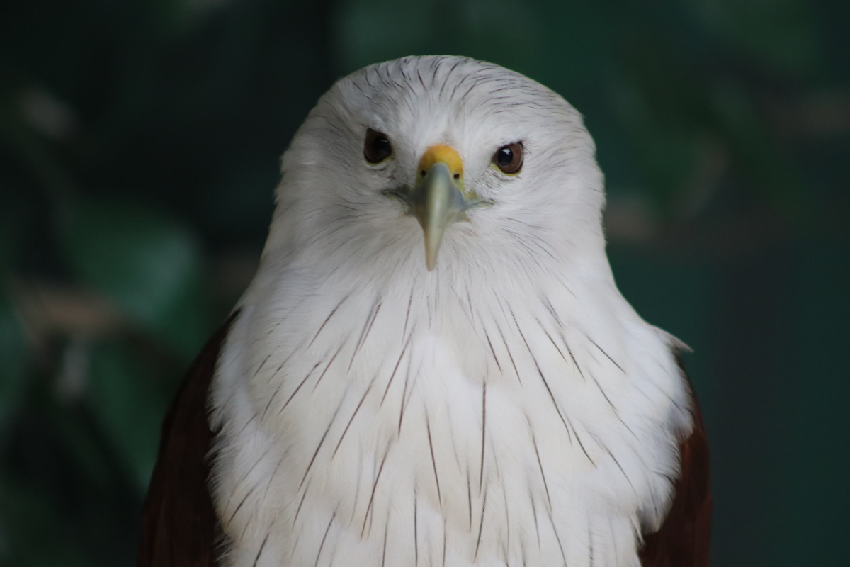 Brahminy Kite (Haliastur indus intermedius)