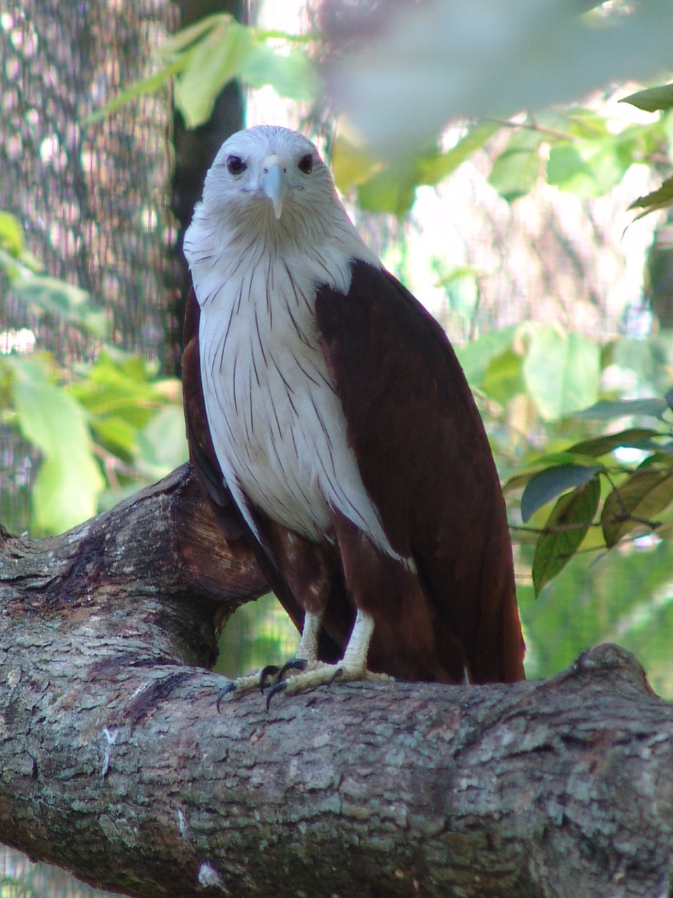 Brahminy Kite (Haliastur indus)