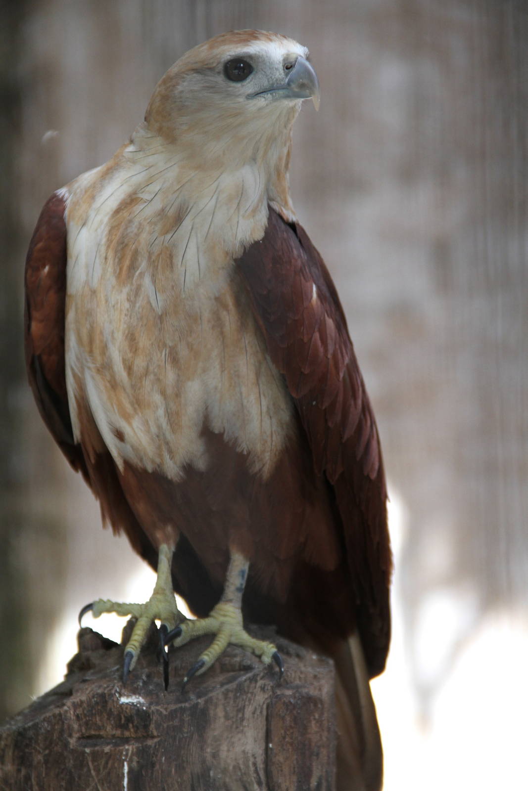 Brahminy Kite (Haliastur indus)