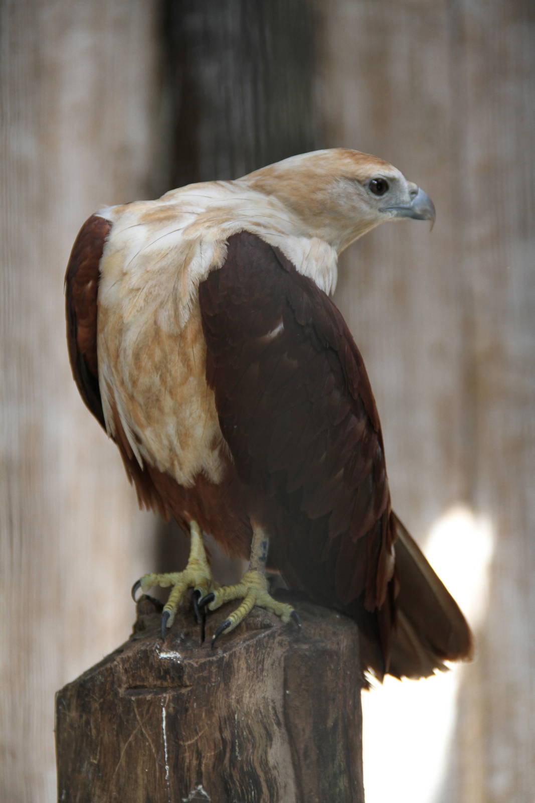 Brahminy Kite (Haliastur indus)