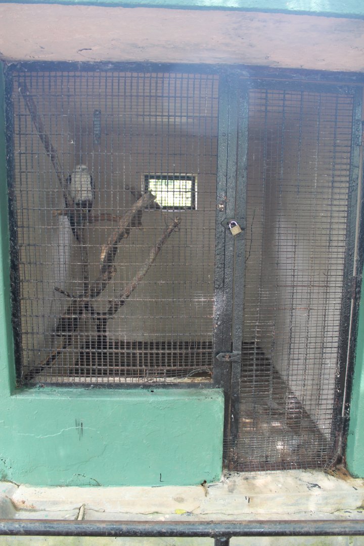 Brahminy Kite (Haliastur indus)