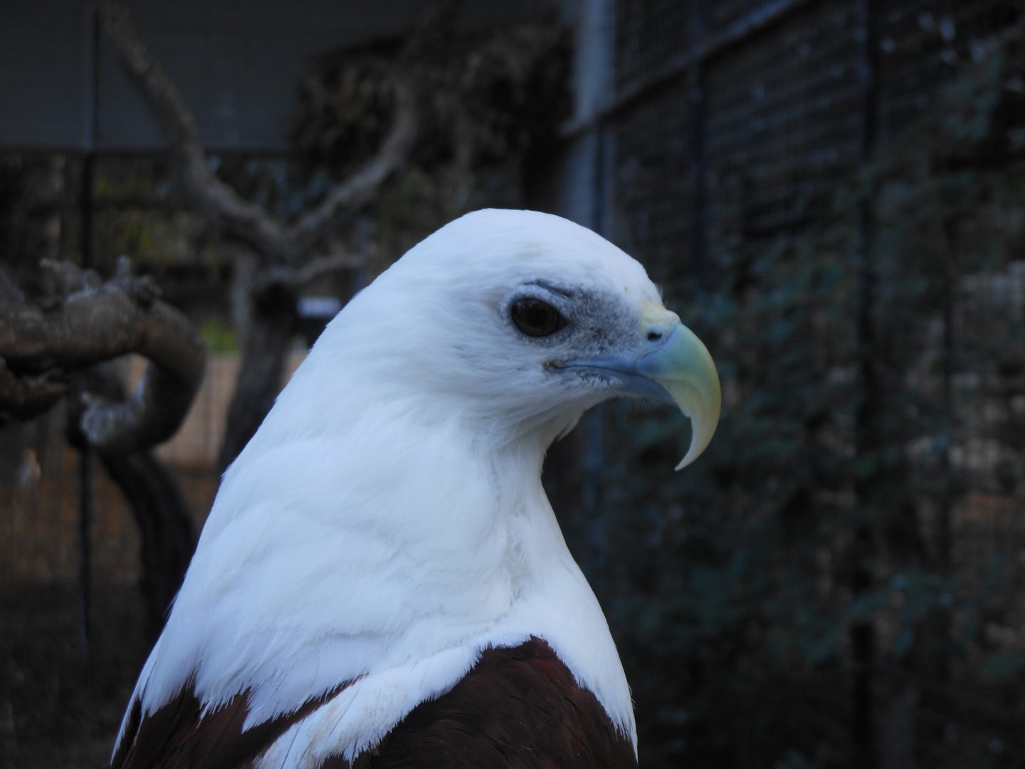 Brahminy Kite (Haliastur indus)