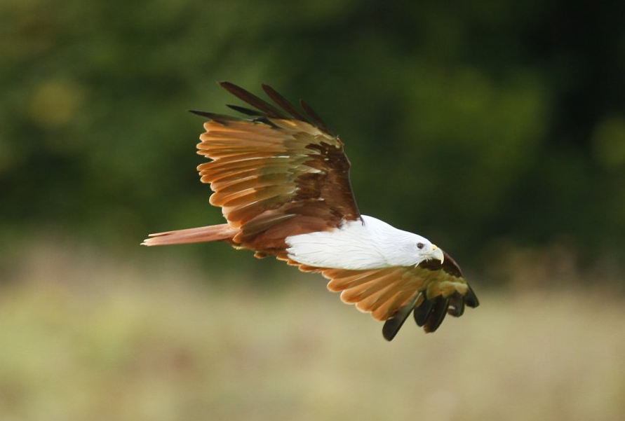 Brahminy kite (Haliastur indus)
