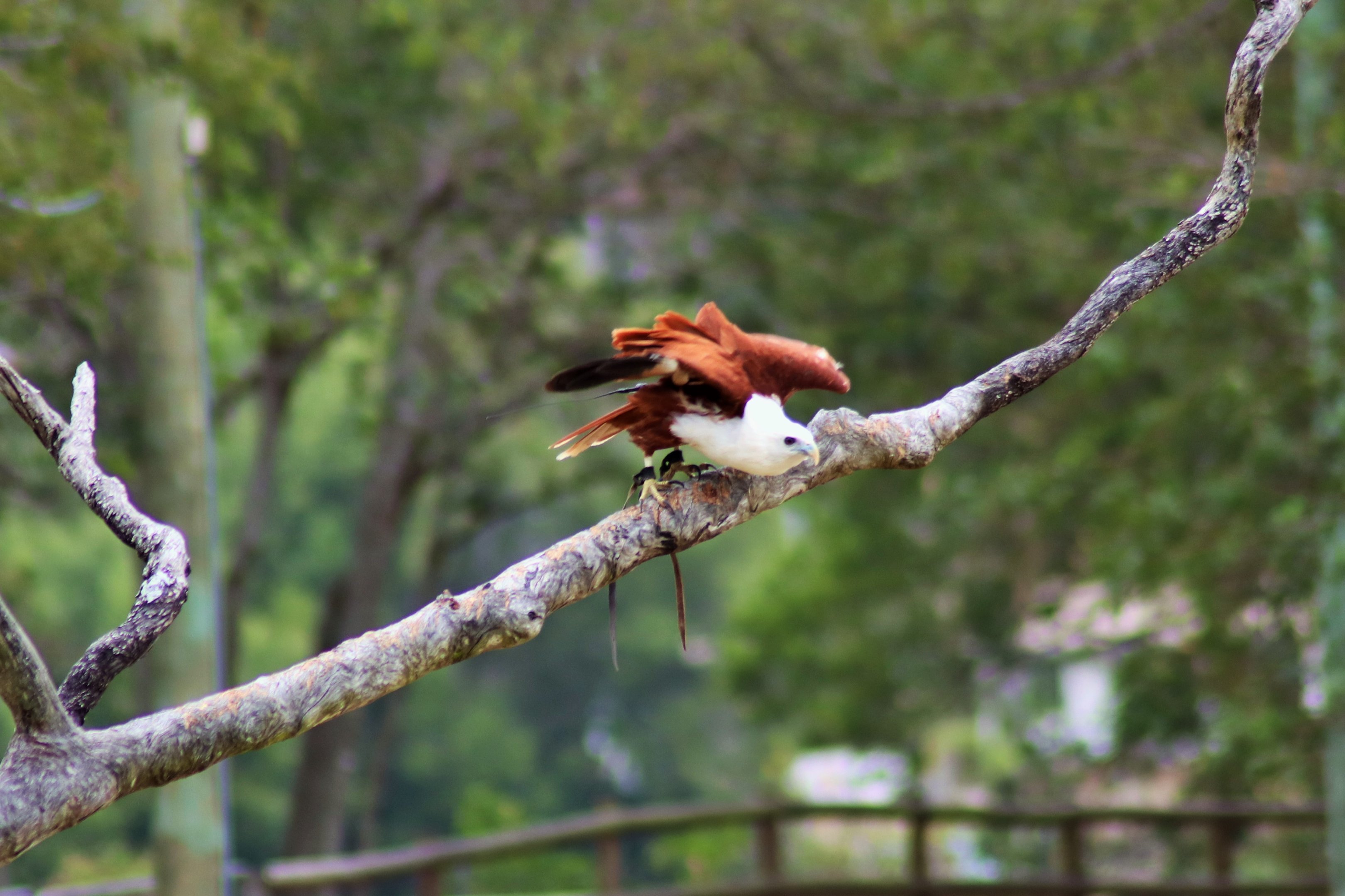 Brahminy Kite (Haliastur indus)