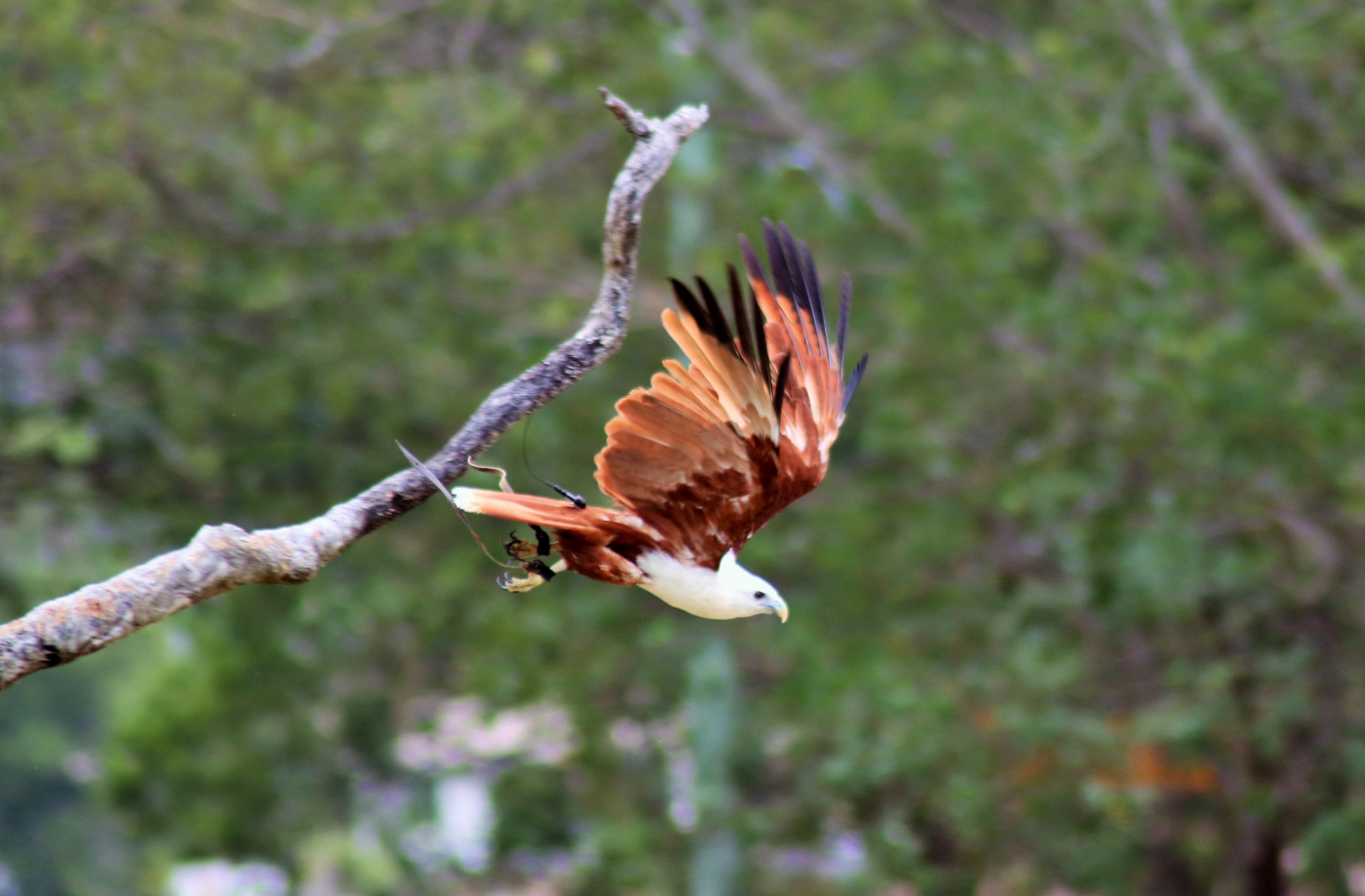 Brahminy Kite (Haliastur indus)