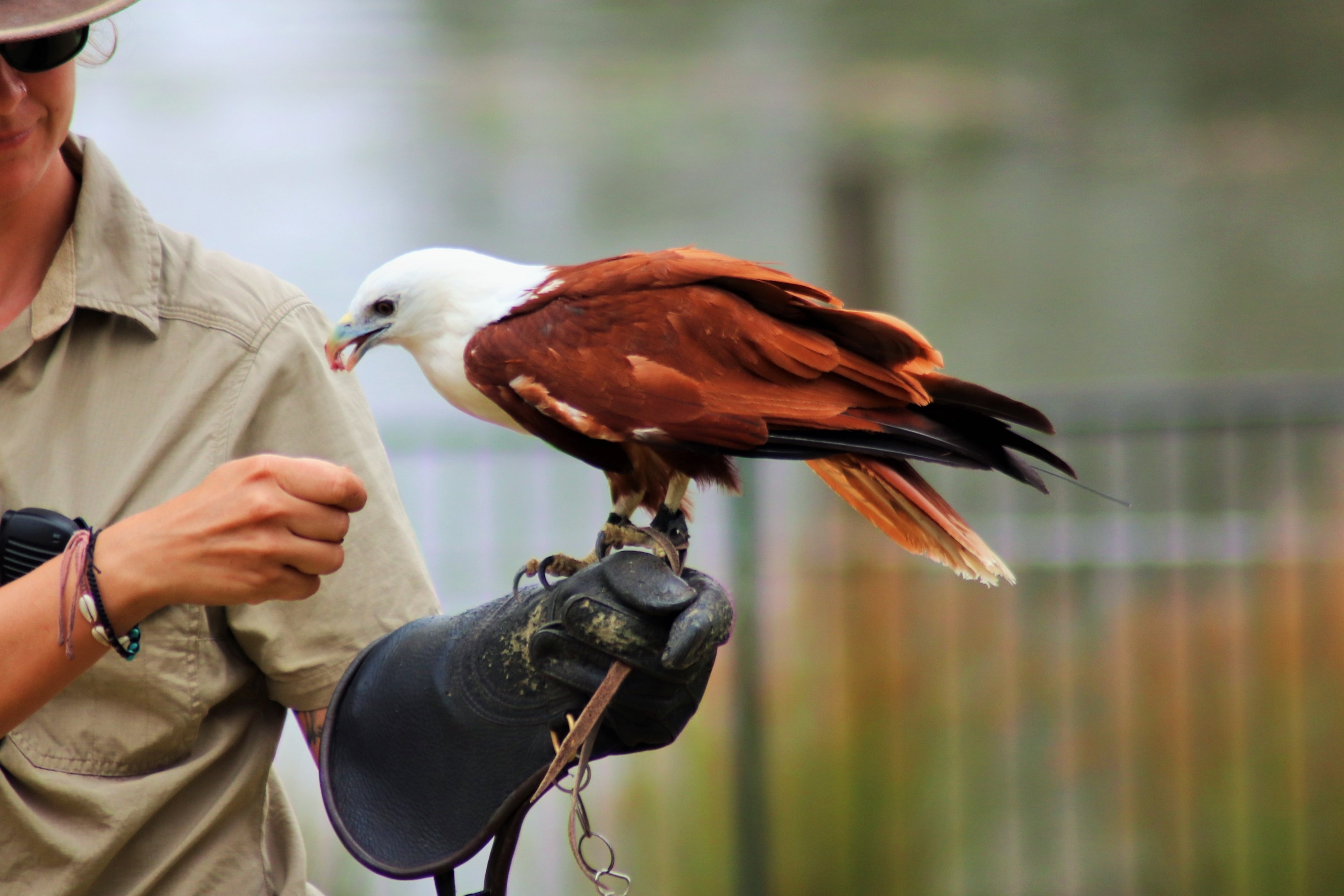 Brahminy Kite (Haliastur indus)