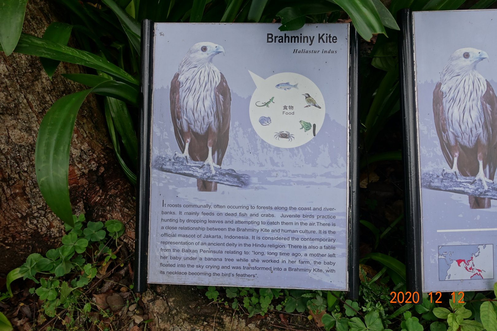 Brahminy Kite (Haliastur indus)