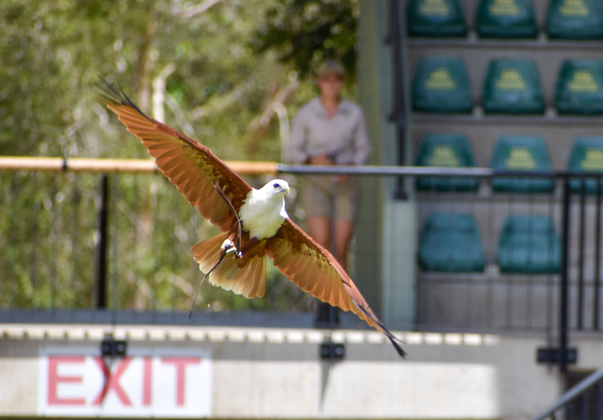 Brahminy Kite (Haliastur indus)