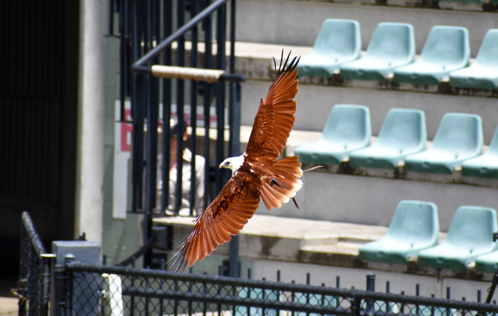 Brahminy Kite (Haliastur indus)