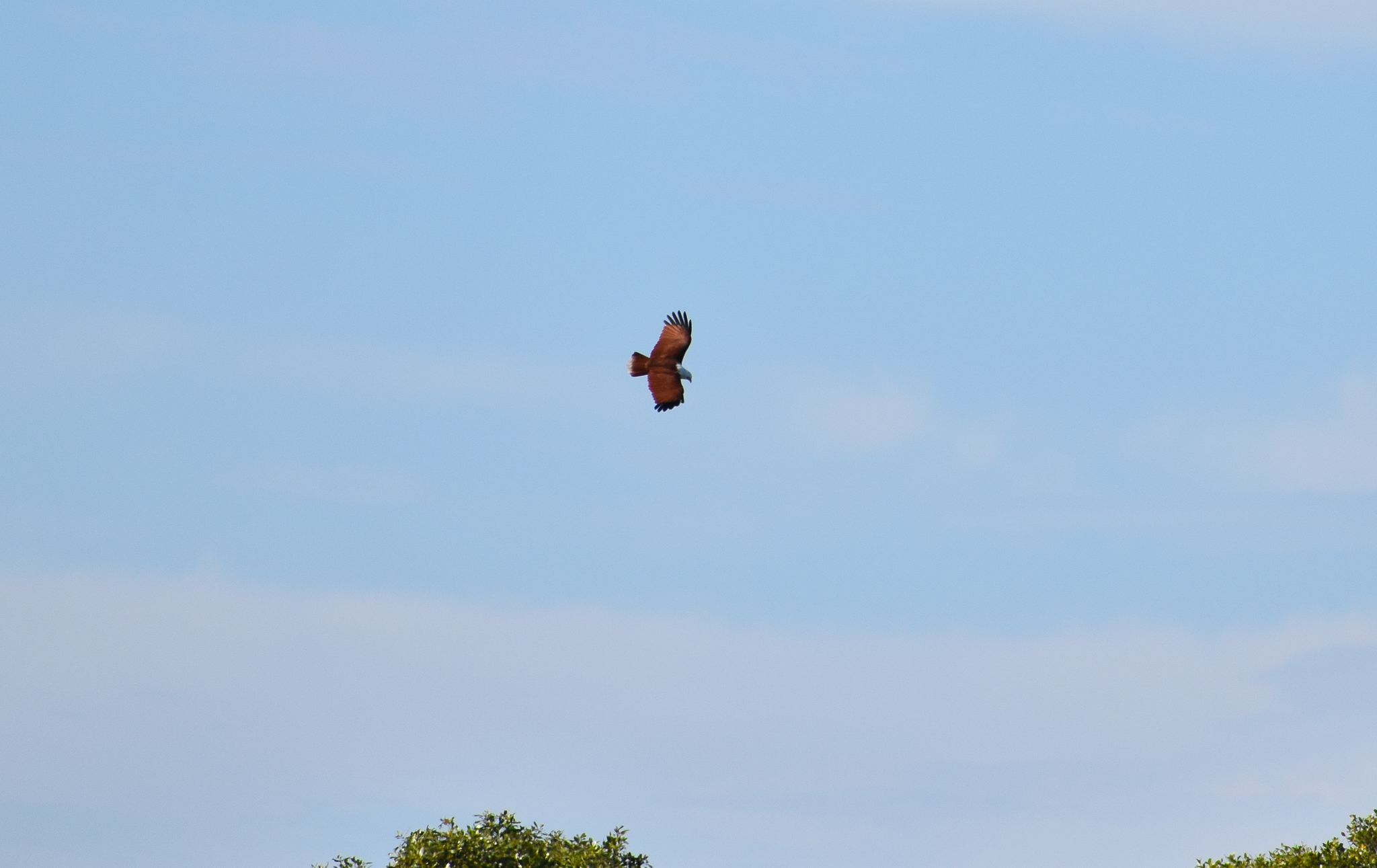 Brahminy Kite (Haliastur indus)