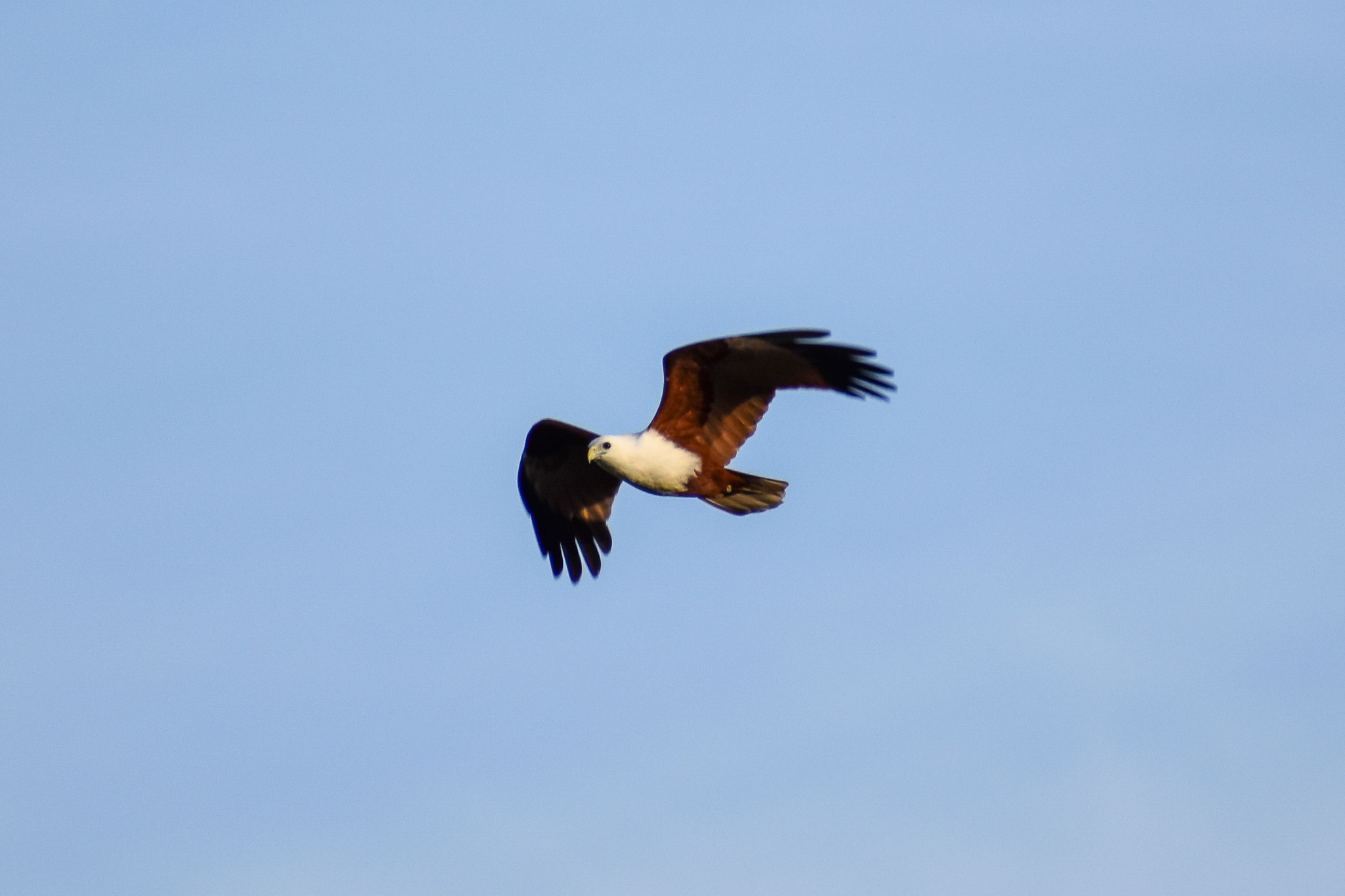 Brahminy Kite (Haliastur indus)