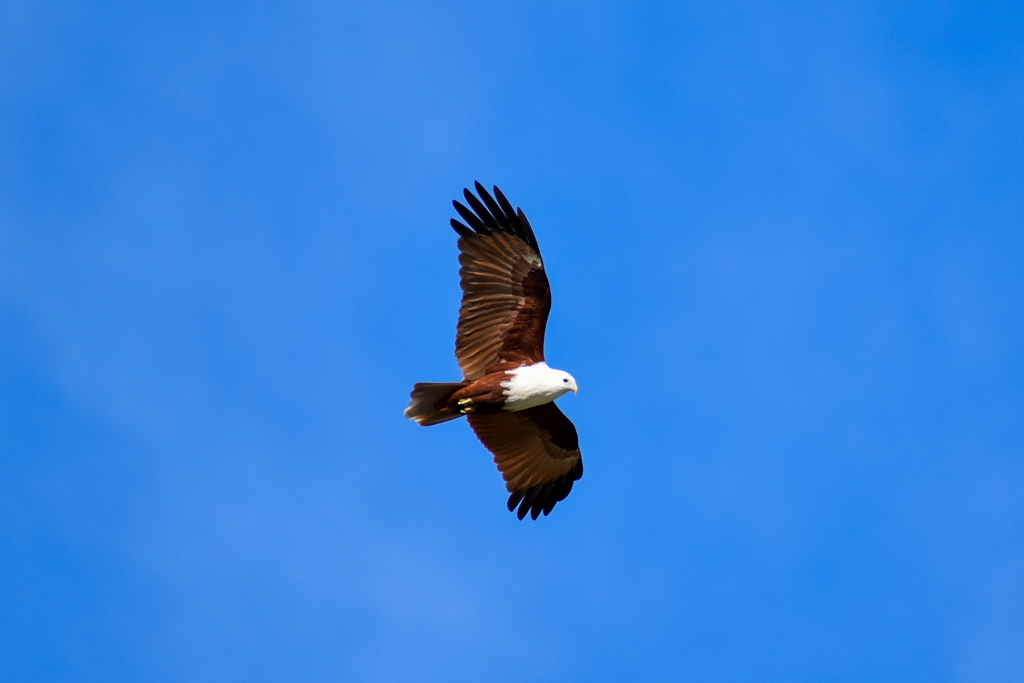 Brahminy Kite (Haliastur indus)