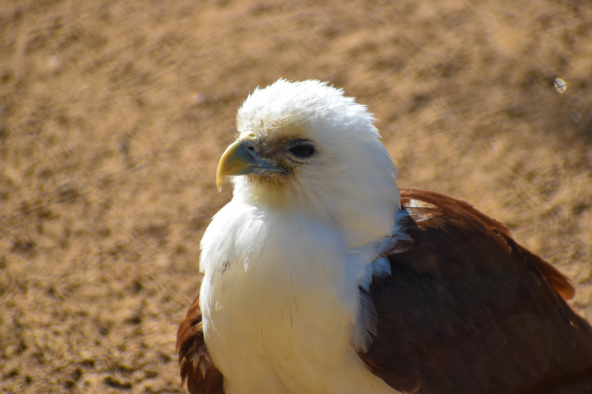 Brahminy Kite (Haliastur indus)