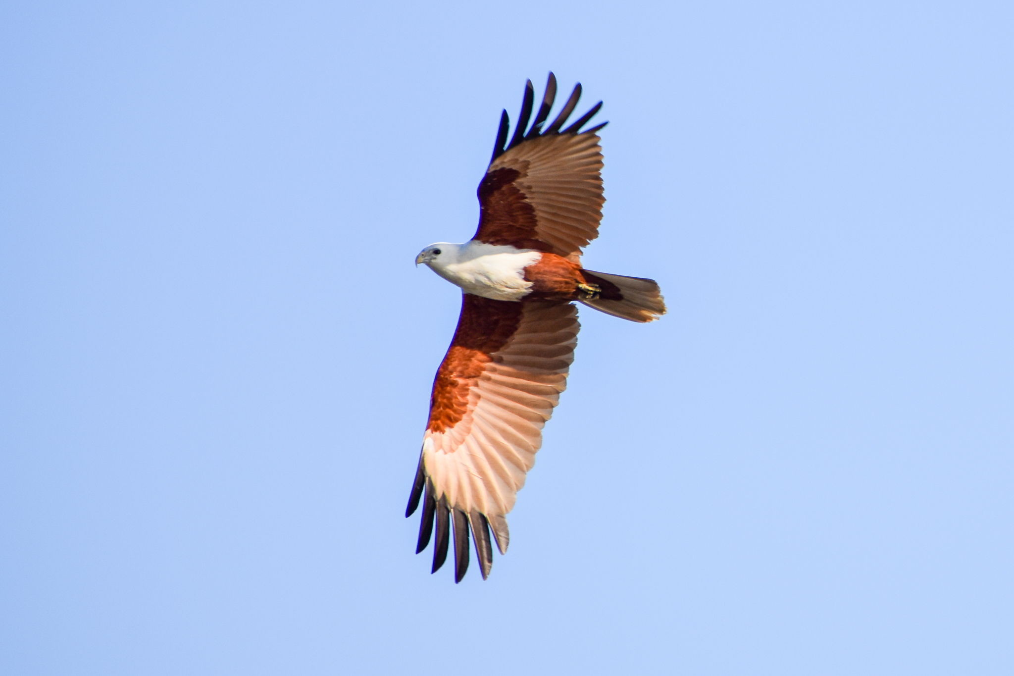 Brahminy Kite (Haliastur indus)