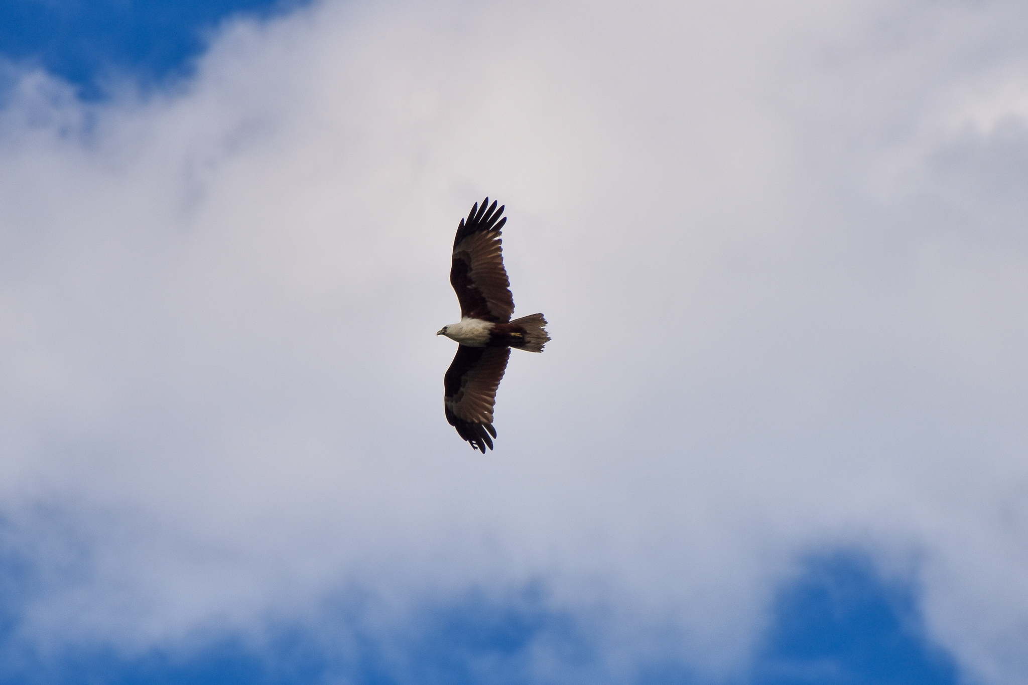 Brahminy Kite (Haliastur indus)