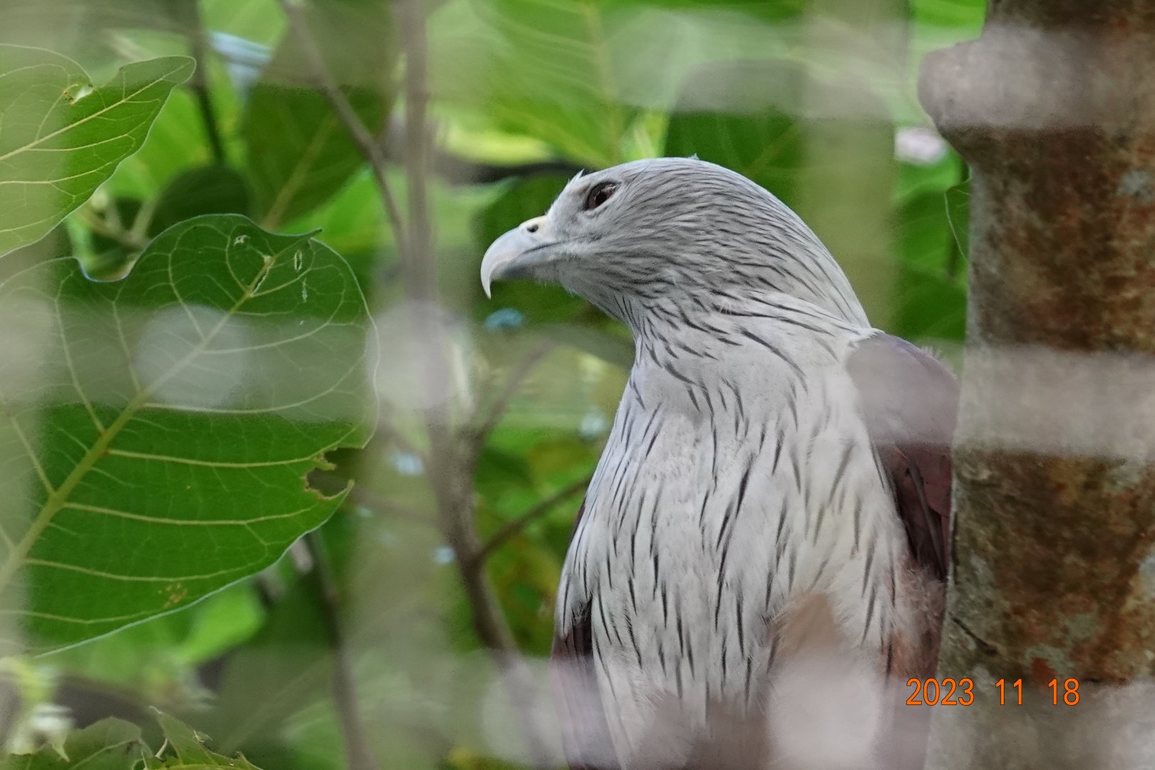Brahminy Kite (Haliastur indus)