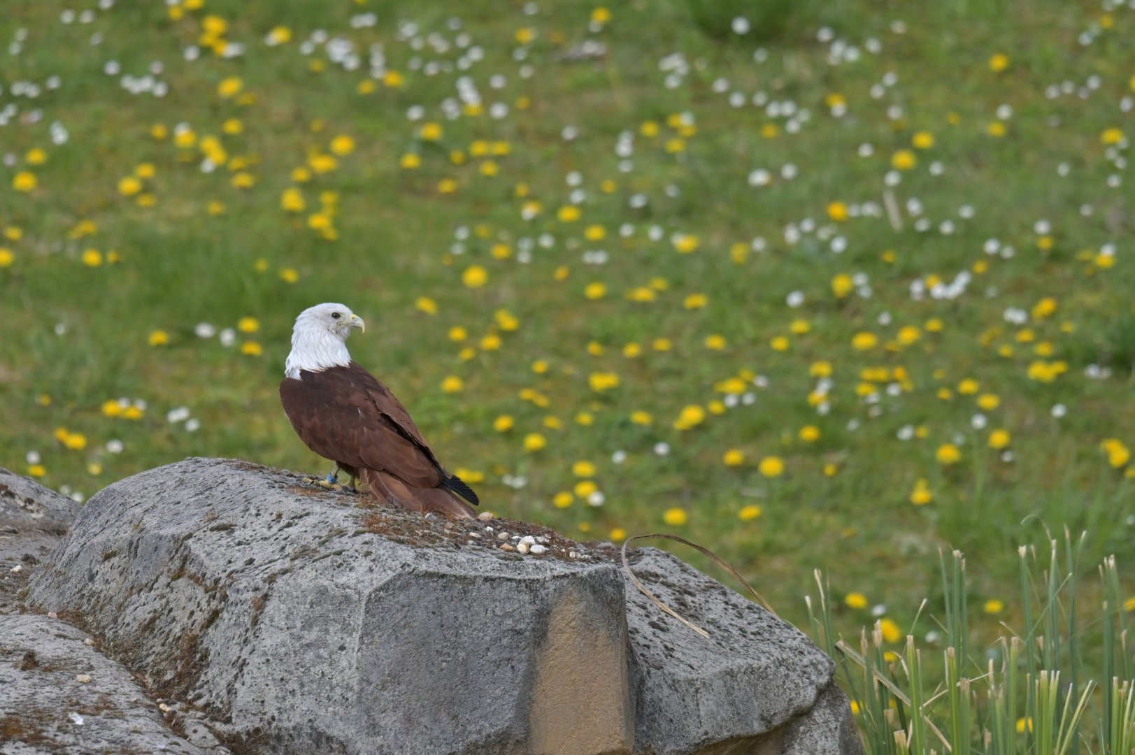 Brahminy Kite Haliastur indus