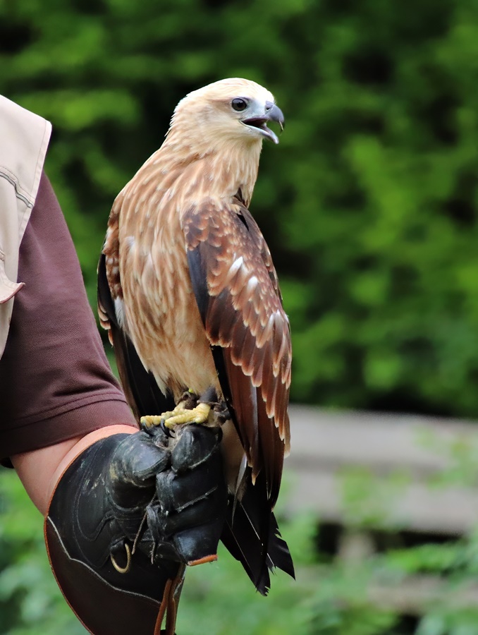Brahminy kite (Haliastur indus)