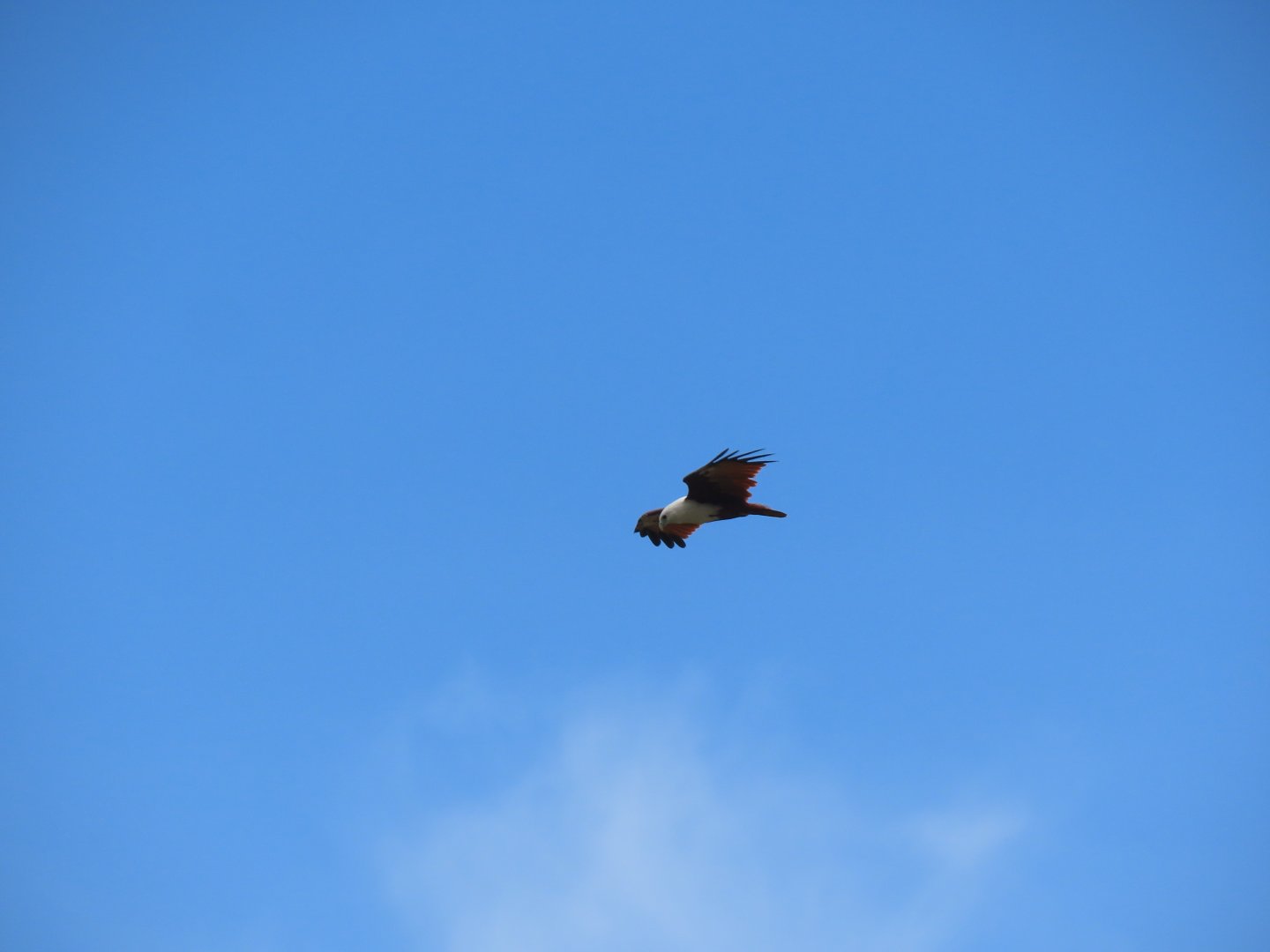 Brahminy kite (Haliastur indus)