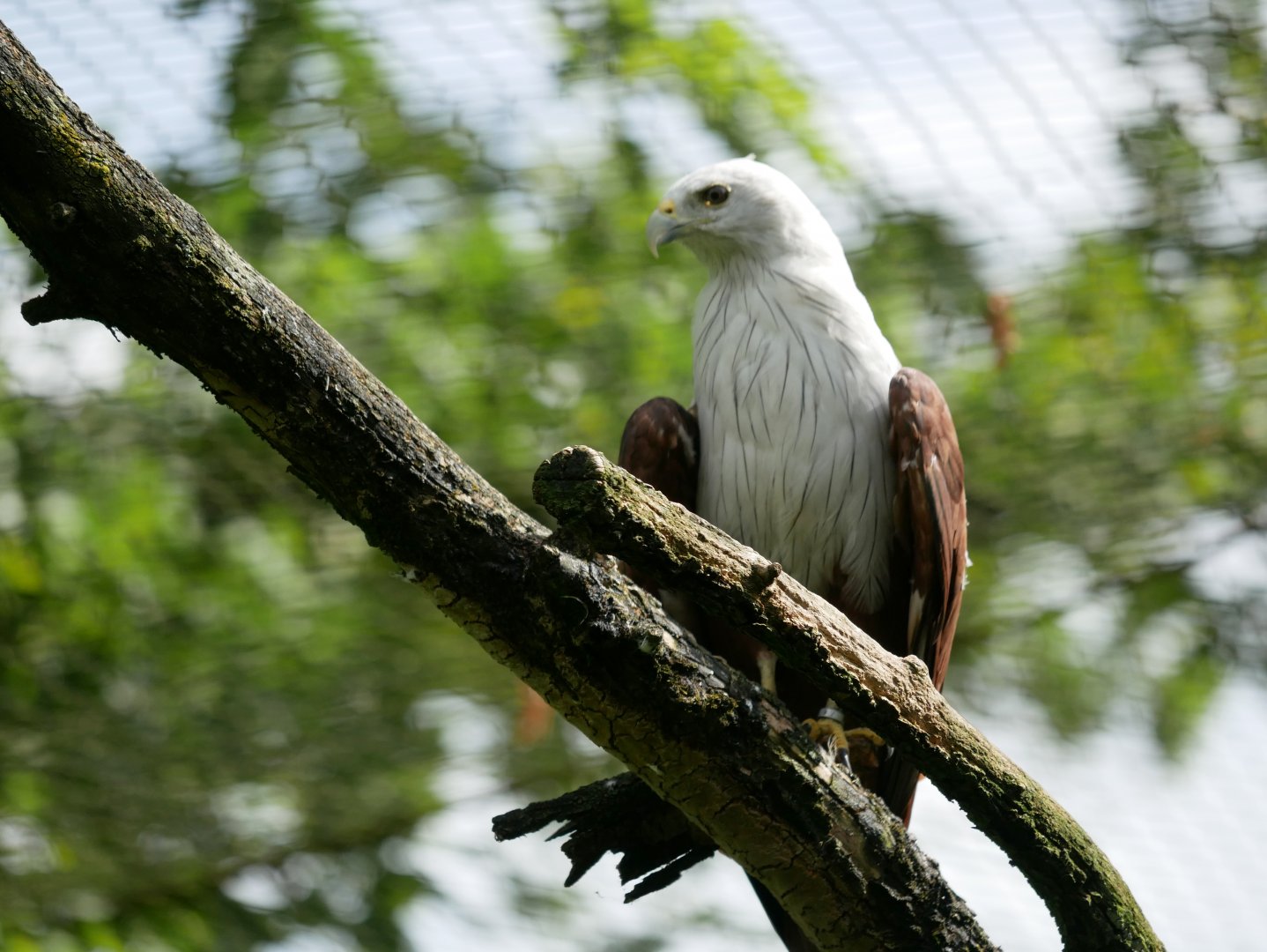 Brahminy kite (Haliastur indus)