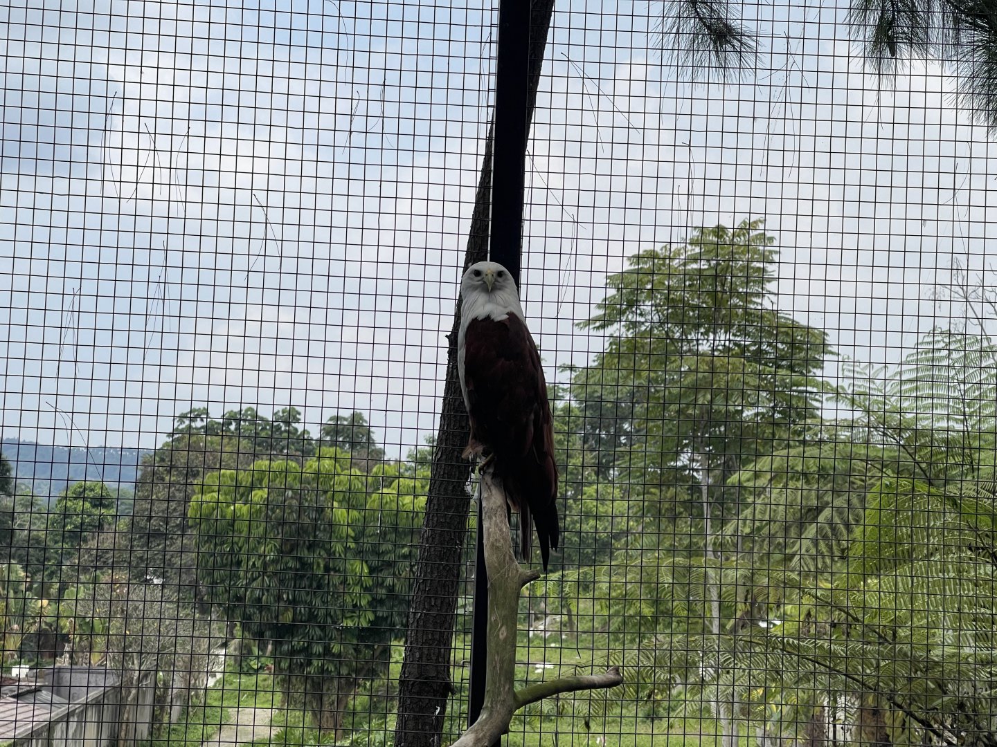 brahminy kite (haliastur indus)