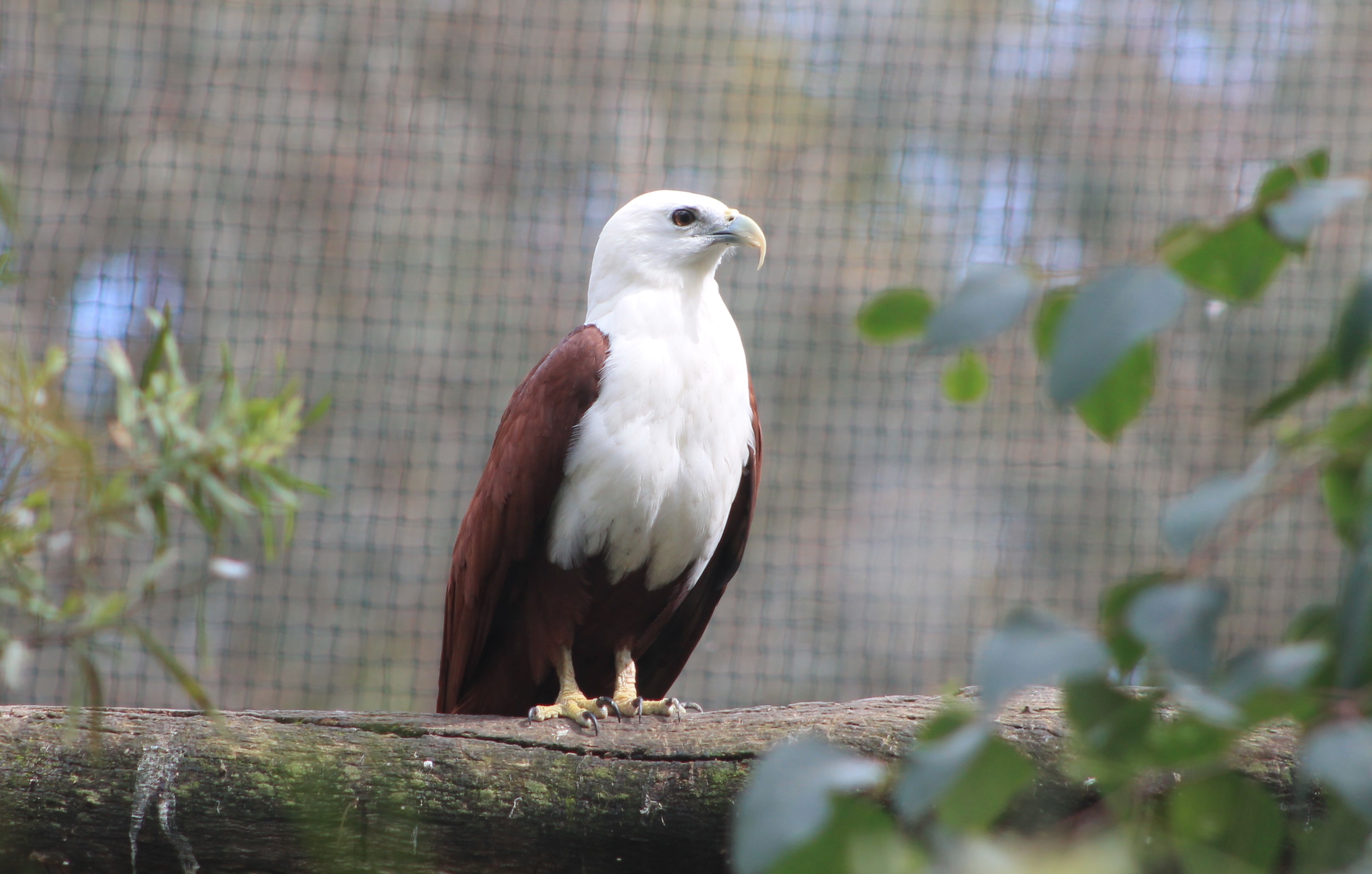 Brahminy Kite (Haliastur indus)