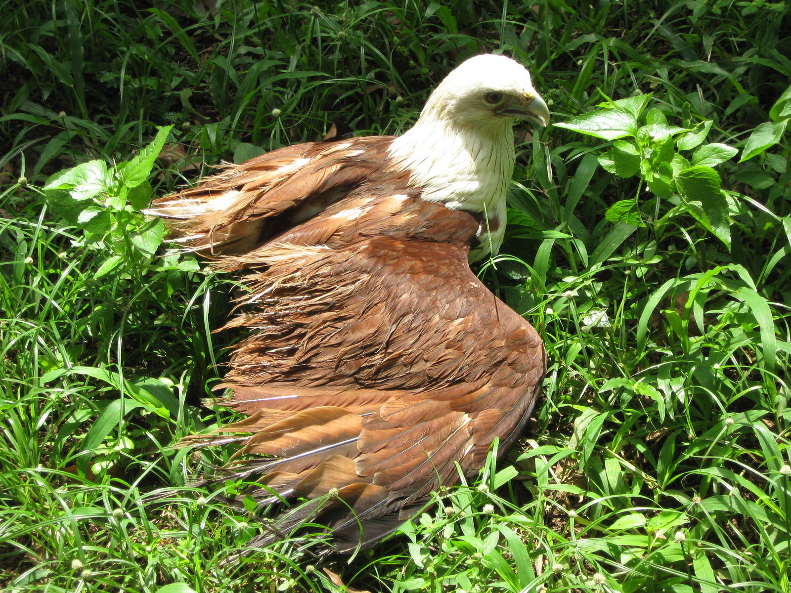 Brahminy kite (Haliastur indus)