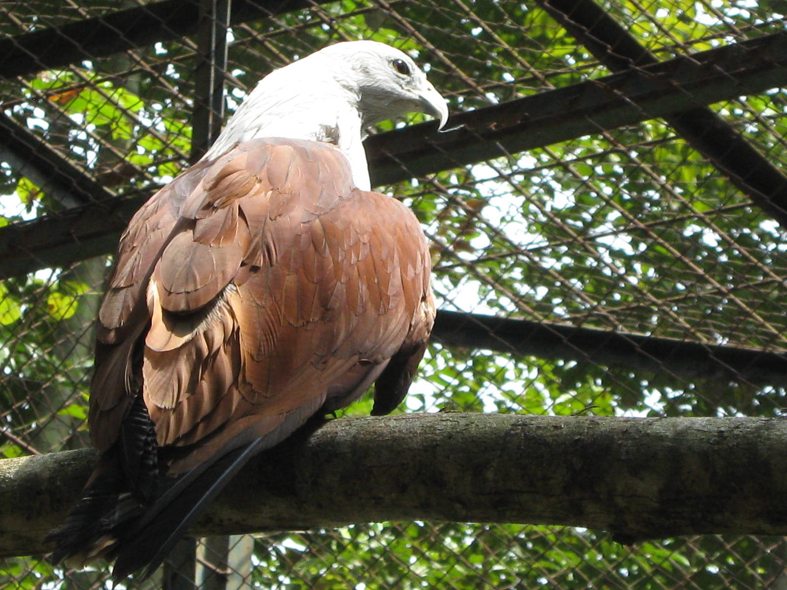 Brahminy kite (Haliastur indus)