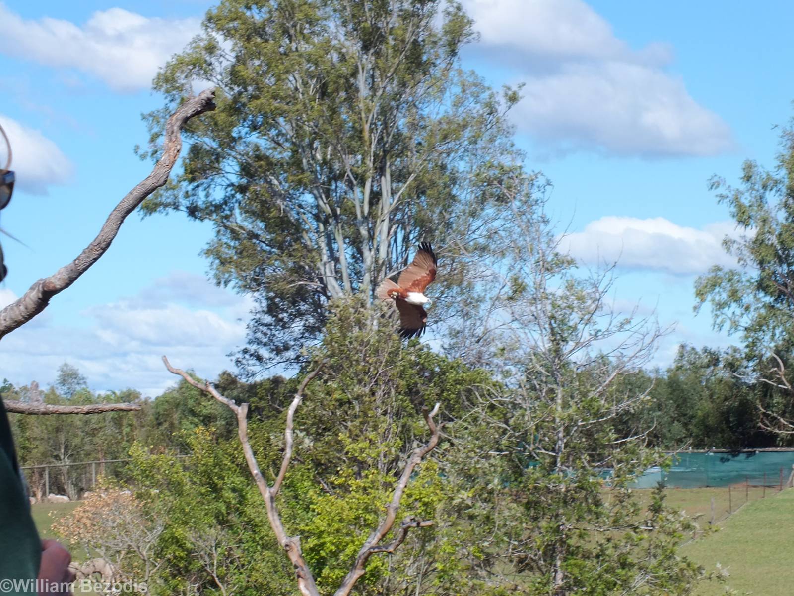 Brahminy Kite in Flight