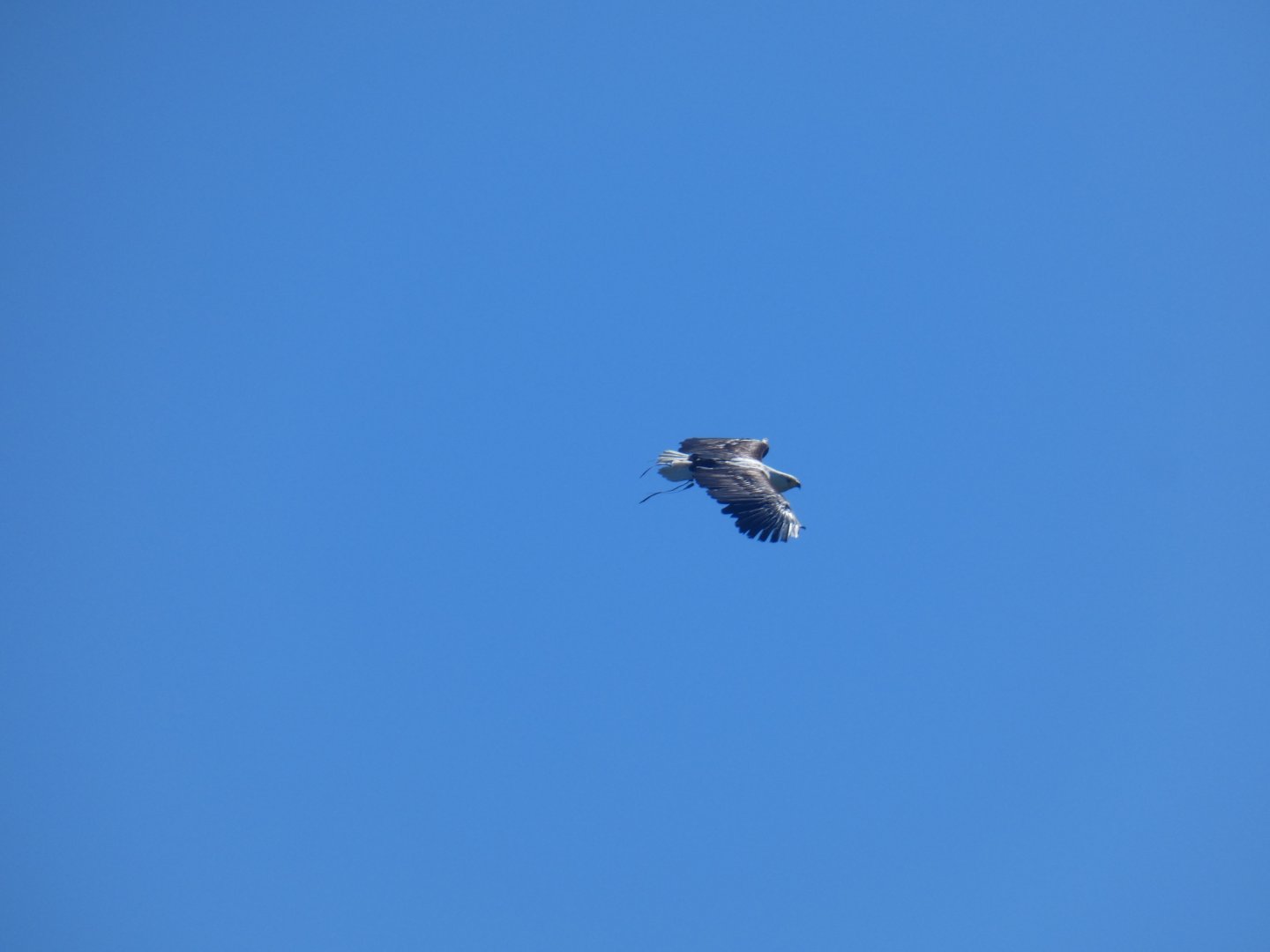 Brahminy kite in-flight