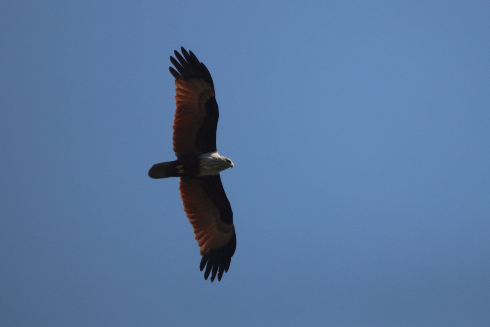 Brahminy kite (Koh Kood)
