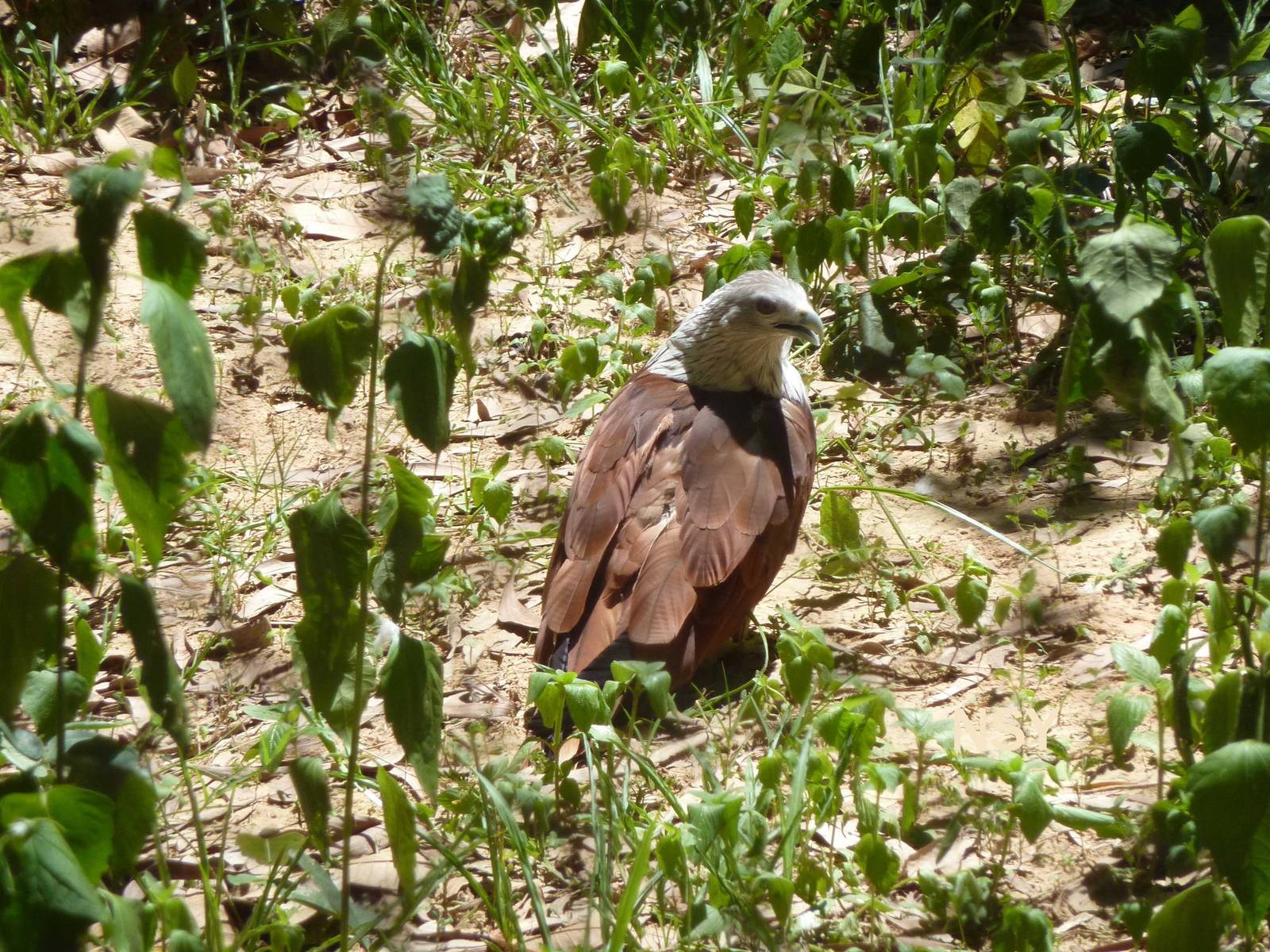 Brahminy kite, May 2013