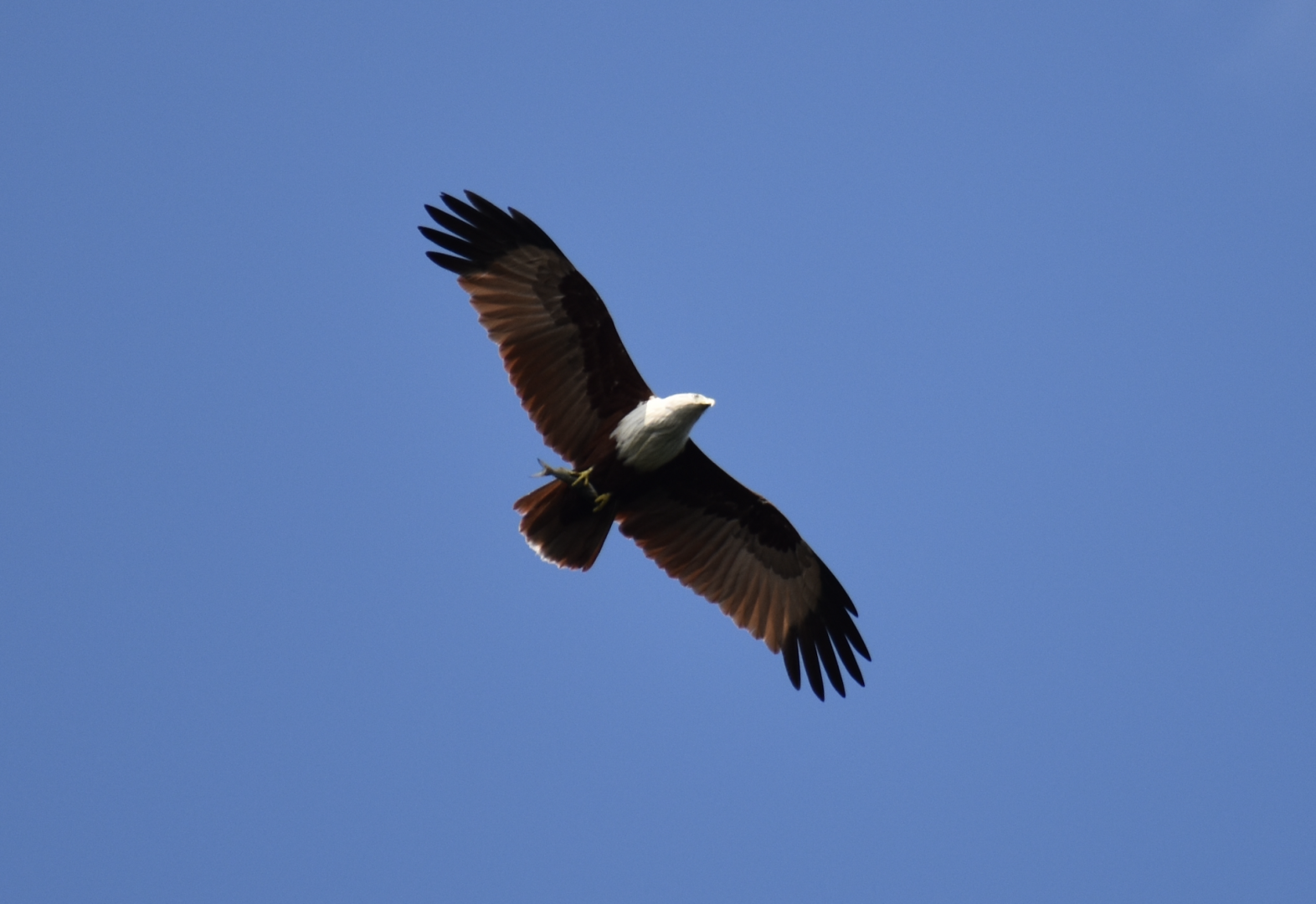 Brahminy Kite ~ Sungei Buloh Wetlands Reserve