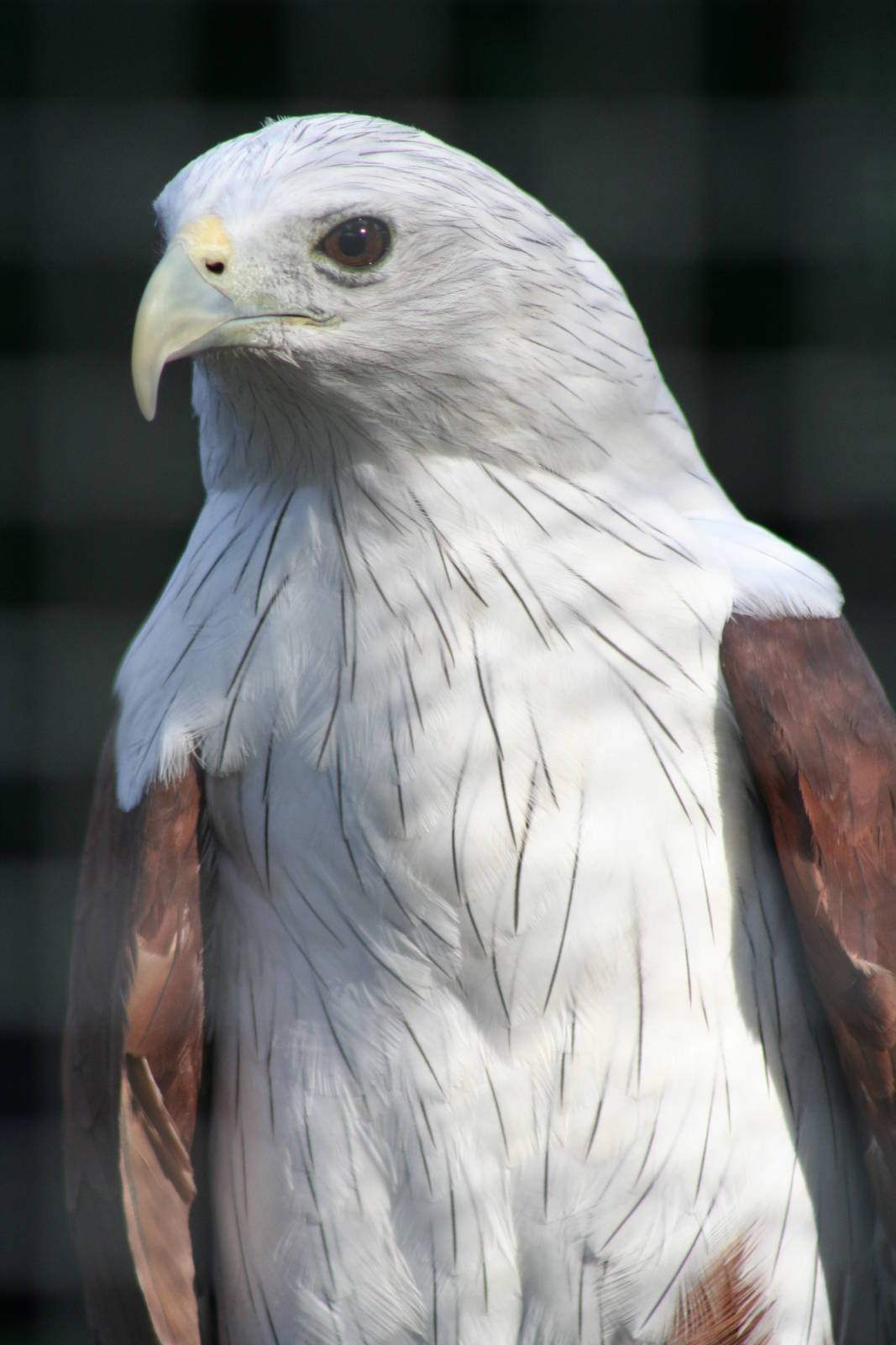 Brahminy Kite @ Whipsnade; 20.10.2005