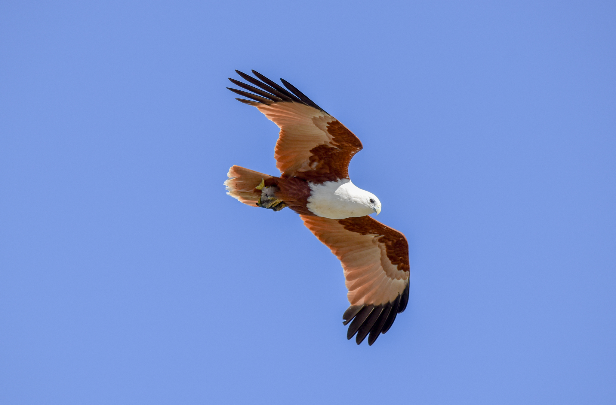 Brahminy Kite with Diamondfish