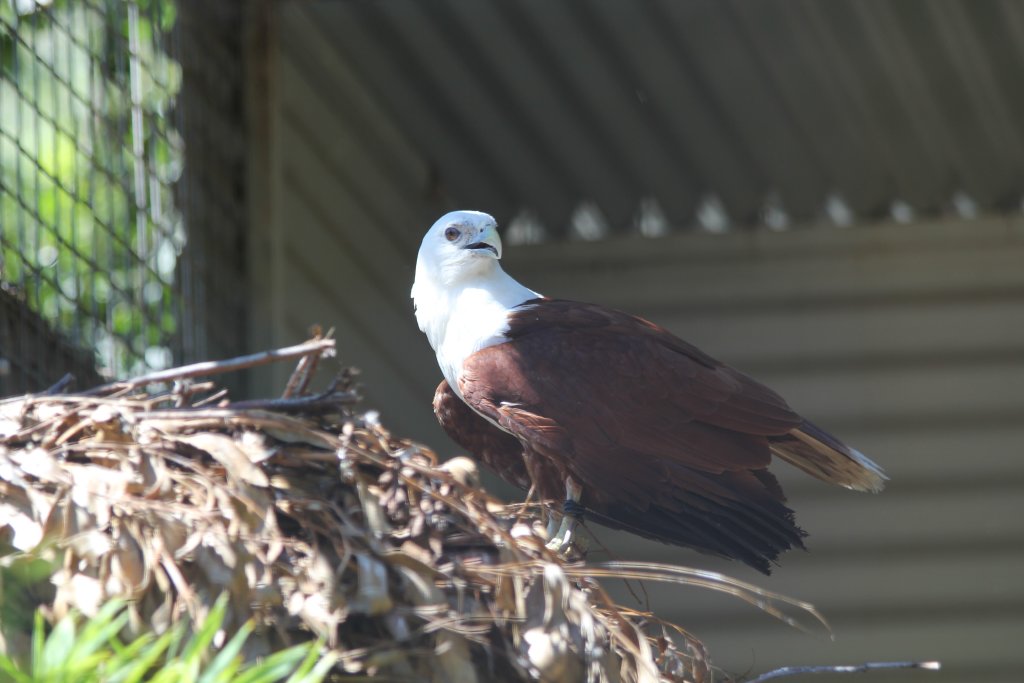 Brahminy Kite